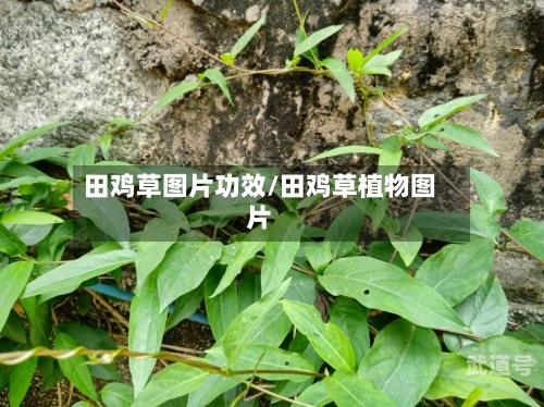 田鸡草图片功效/田鸡草植物图片