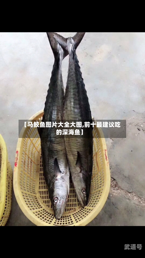 【马鲛鱼图片大全大图,前十最建议吃的深海鱼】