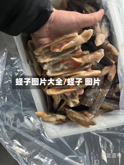 蛏子图片大全/蛏子 图片