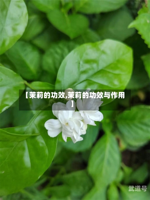 【茉莉的功效,茉莉的功效与作用】