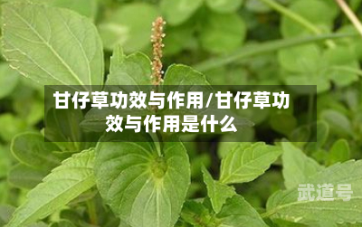 甘仔草功效与作用/甘仔草功效与作用是什么