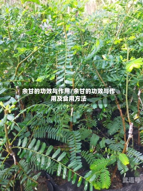 余甘的功效与作用/余甘的功效与作用及食用方法