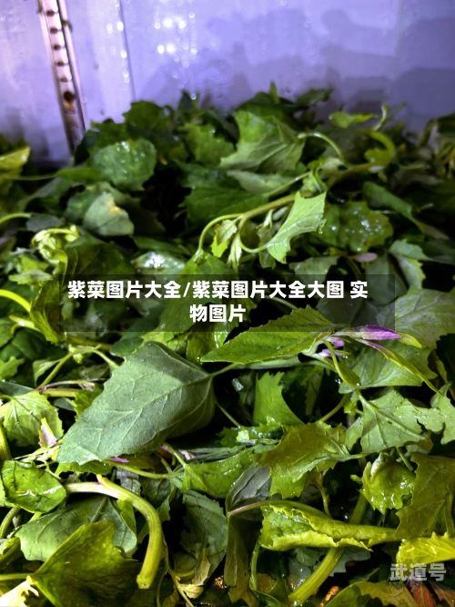 紫菜图片大全/紫菜图片大全大图 实物图片