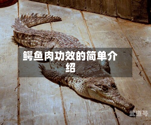 鳄鱼肉功效的简单介绍
