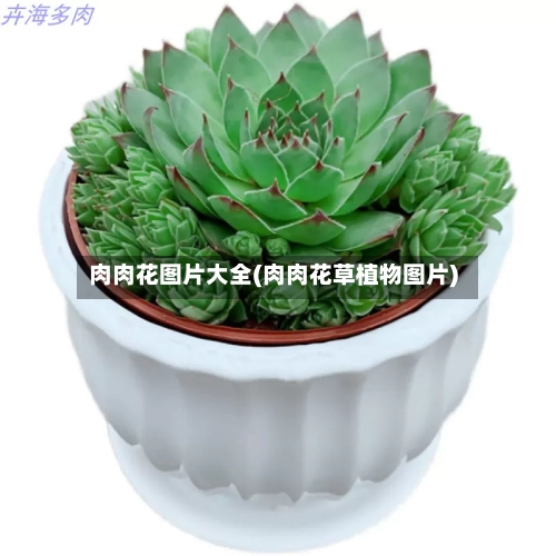 肉肉花图片大全(肉肉花草植物图片)