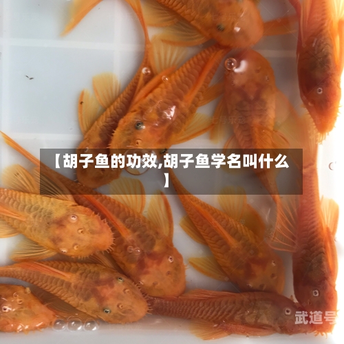 【胡子鱼的功效,胡子鱼学名叫什么】