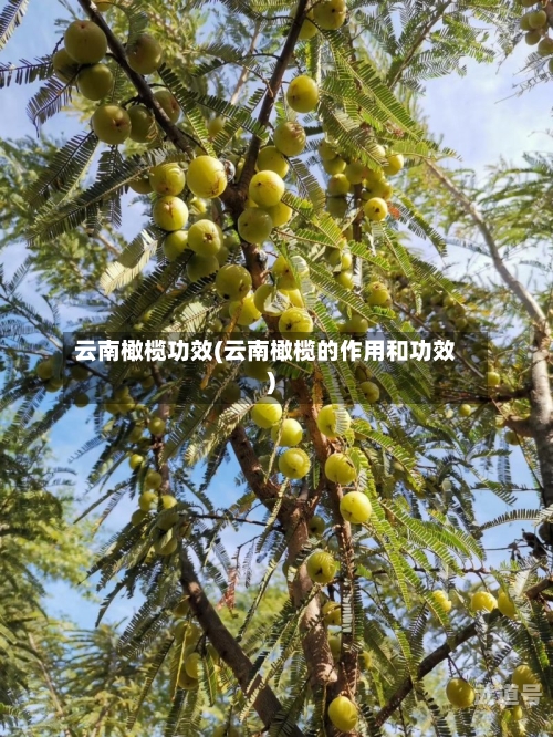 云南橄榄功效(云南橄榄的作用和功效)