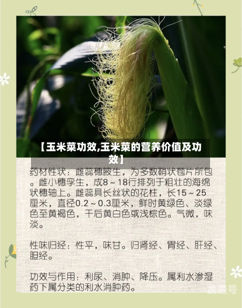 【玉米菜功效,玉米菜的营养价值及功效】