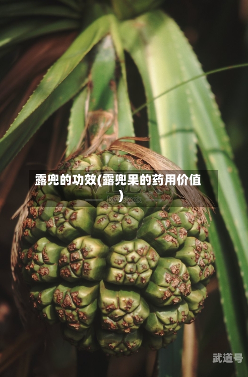 露兜的功效(露兜果的药用价值)