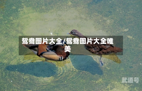 鸳鸯图片大全/鸳鸯图片大全唯美
