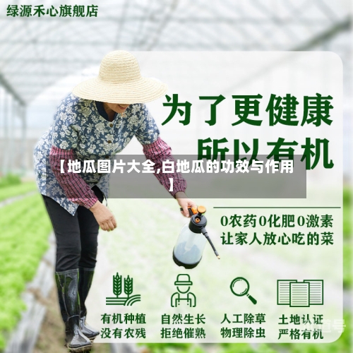 【地瓜图片大全,白地瓜的功效与作用】