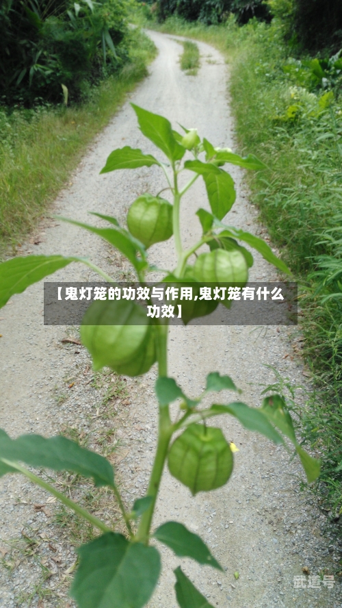 【鬼灯笼的功效与作用,鬼灯笼有什么功效】