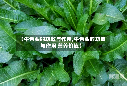 【牛舌头的功效与作用,牛舌头的功效与作用 营养价值】