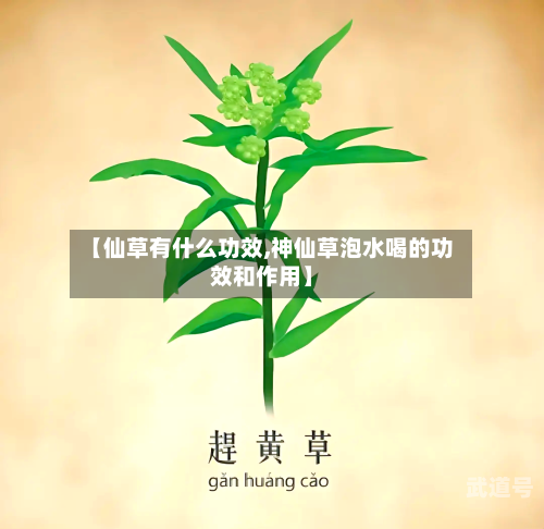 【仙草有什么功效,神仙草泡水喝的功效和作用】
