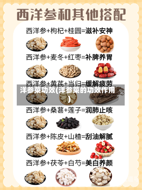 洋参菜功效(洋参菜的功效作用)