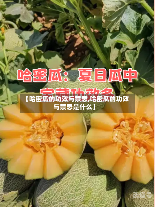 【哈密瓜的功效与禁忌,哈密瓜的功效与禁忌是什么】