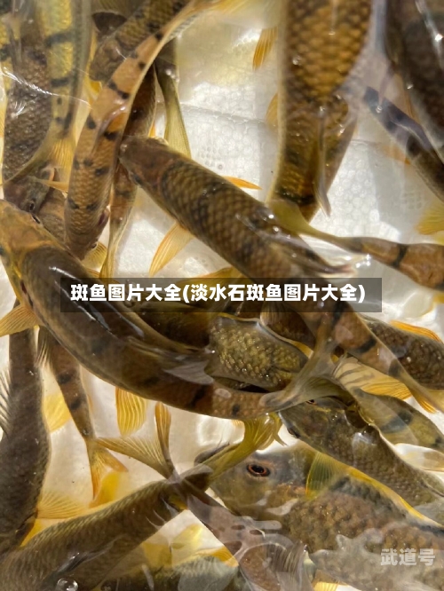 斑鱼图片大全(淡水石斑鱼图片大全)