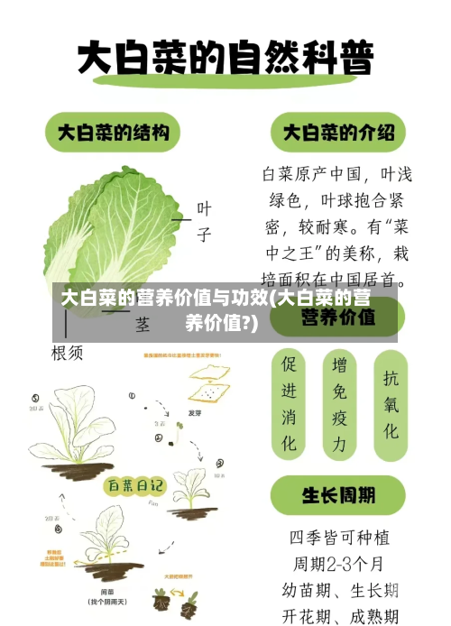 大白菜的营养价值与功效(大白菜的营养价值?)