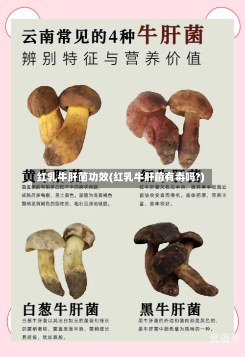 红乳牛肝菌功效(红乳牛肝菌有毒吗?)