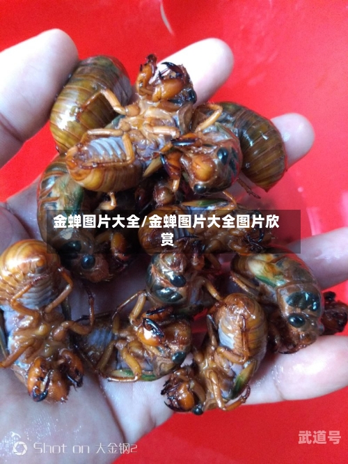 金蝉图片大全/金蝉图片大全图片欣赏