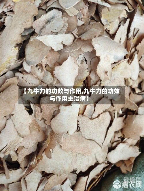 【九牛力的功效与作用,九牛力的功效与作用主治病】