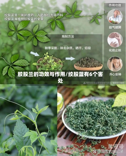 胶股兰的功效与作用/绞股蓝有6个害处