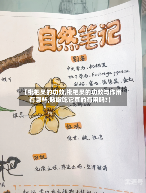 【枇杷果的功效,枇杷果的功效与作用有哪些,咳嗽吃它真的有用吗?】