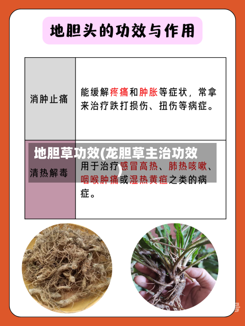 地胆草功效(龙胆草主治功效)
