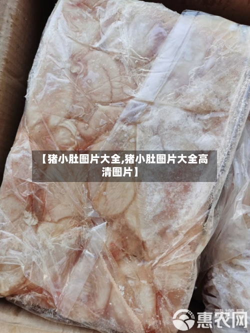 【猪小肚图片大全,猪小肚图片大全高清图片】