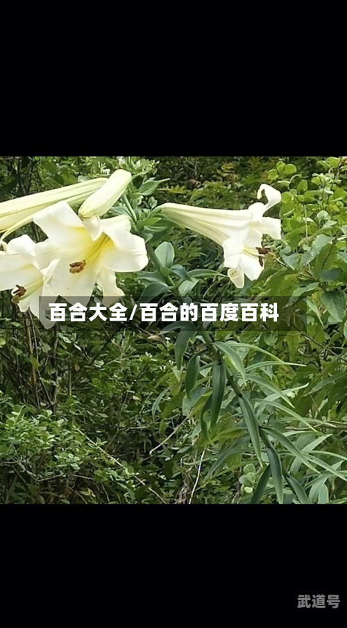 百合大全/百合的百度百科