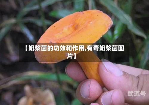 【奶浆菌的功效和作用,有毒奶浆菌图片】