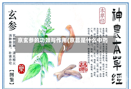 京玄参的功效与作用(京菖是什么中药)