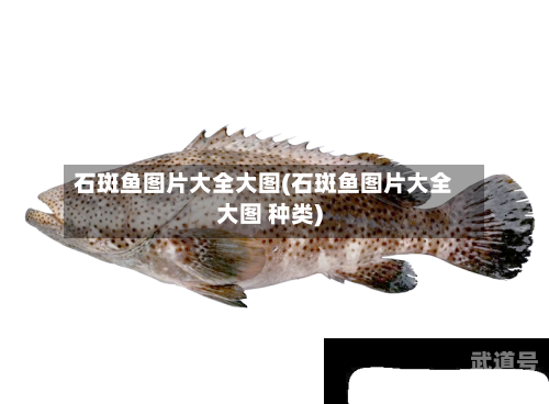 石斑鱼图片大全大图(石斑鱼图片大全大图 种类)