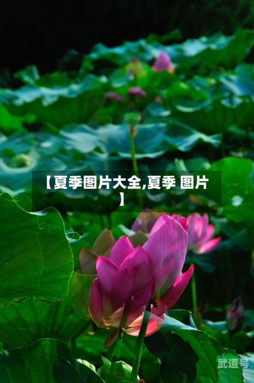 【夏季图片大全,夏季 图片】
