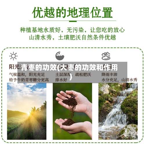青枣的功效(大枣的功效和作用)