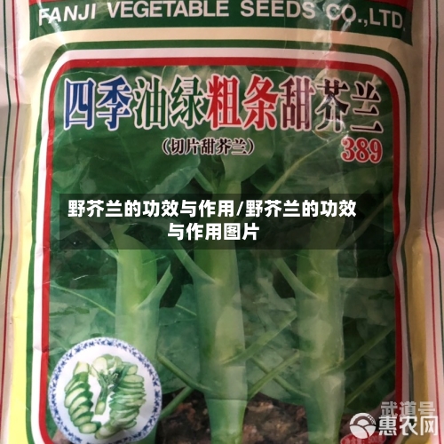 野芥兰的功效与作用/野芥兰的功效与作用图片