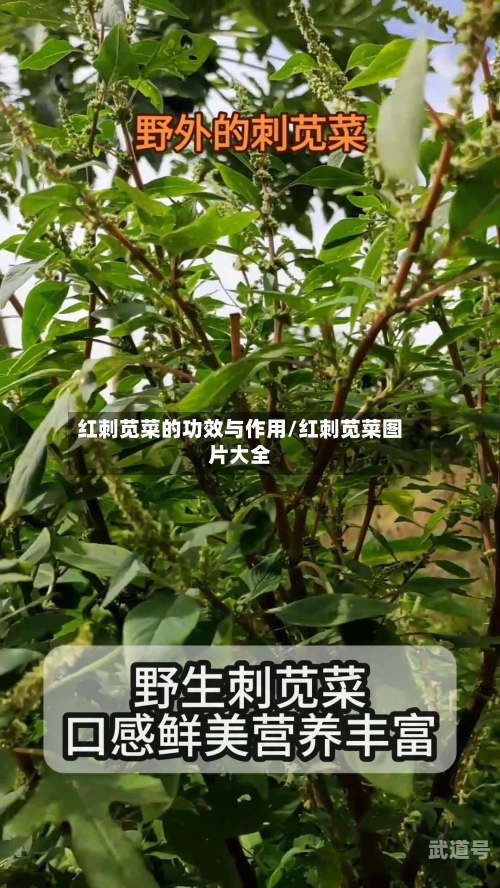 红刺苋菜的功效与作用/红刺苋菜图片大全