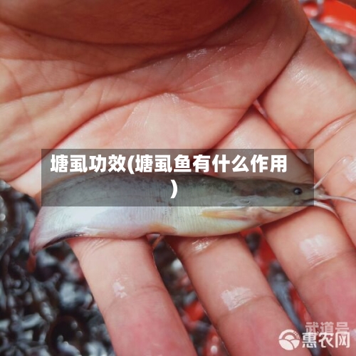 塘虱功效(塘虱鱼有什么作用)