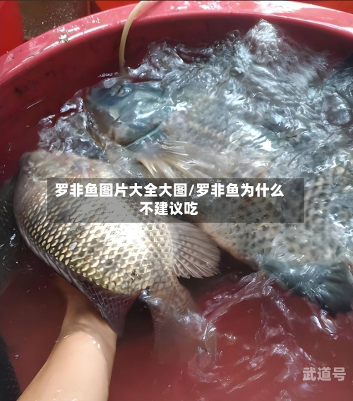 罗非鱼图片大全大图/罗非鱼为什么不建议吃
