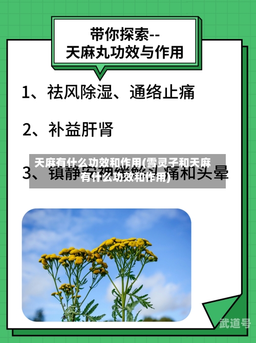 天麻有什么功效和作用(雪灵子和天麻有什么功效和作用)
