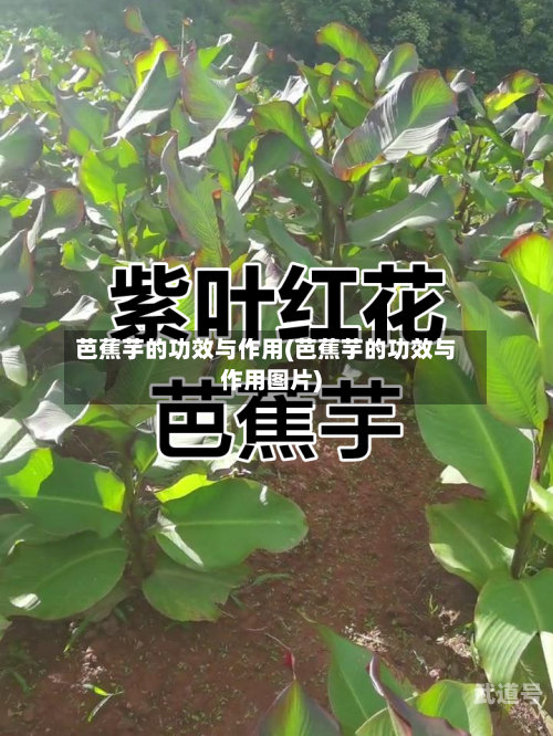 芭蕉芋的功效与作用(芭蕉芋的功效与作用图片)