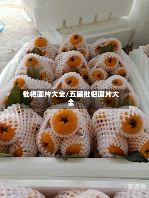 枇杷图片大全/五星枇杷图片大全