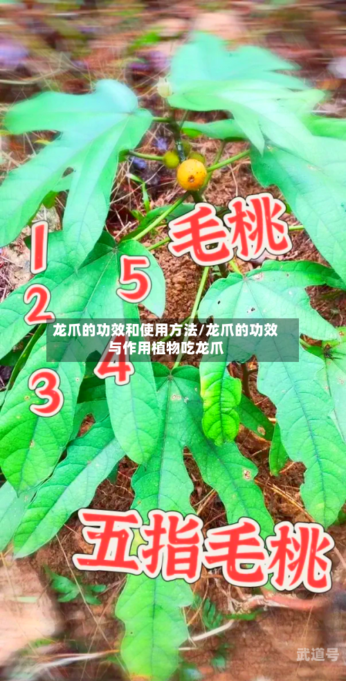 龙爪的功效和使用方法/龙爪的功效与作用植物吃龙爪
