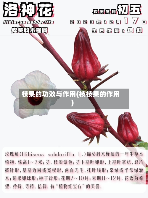 枝果的功效与作用(枝枝果的作用)