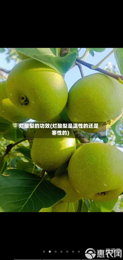 烂酸梨的功效(烂酸梨是温性的还是寒性的)