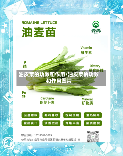 油皮菜的功效和作用/油皮菜的功效和作用图片