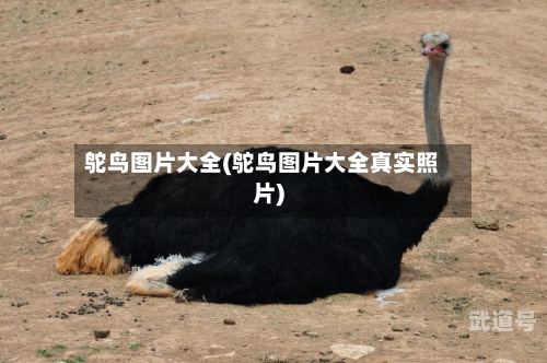 鸵鸟图片大全(鸵鸟图片大全真实照片)