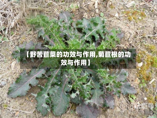 【野苦苣菜的功效与作用,菊苣根的功效与作用】