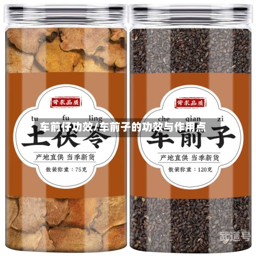 车前仔功效/车前子的功效与作用点
