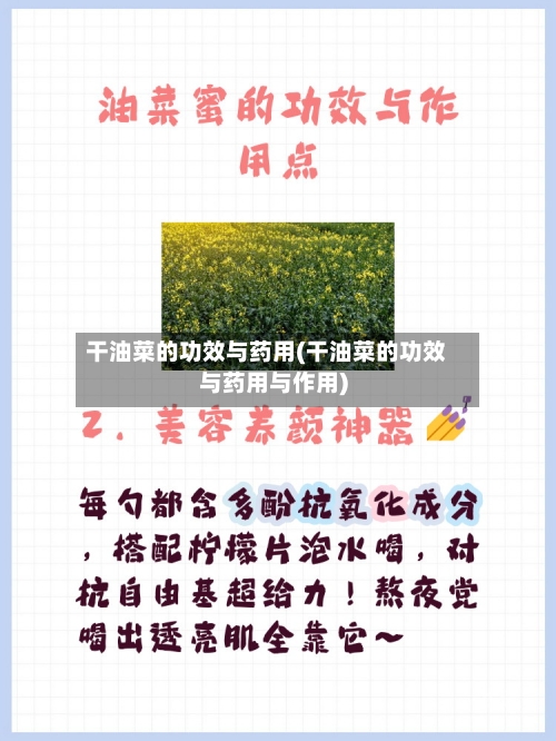 干油菜的功效与药用(干油菜的功效与药用与作用)